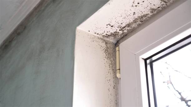Forensic Mold Investigation in Highlands, CA