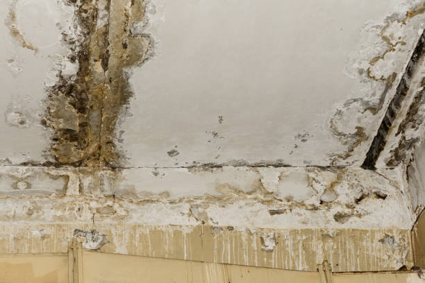 Professional Mold Removal in Highlands, CA