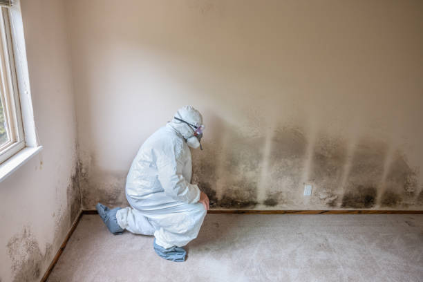 Best Basement Mold Removal  in Highlands, CA