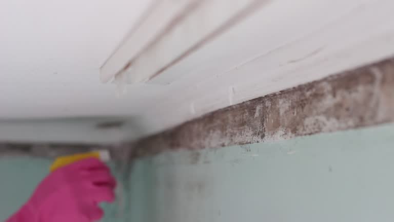 Best Mold Removal for HVAC Installations  in Highlands, CA